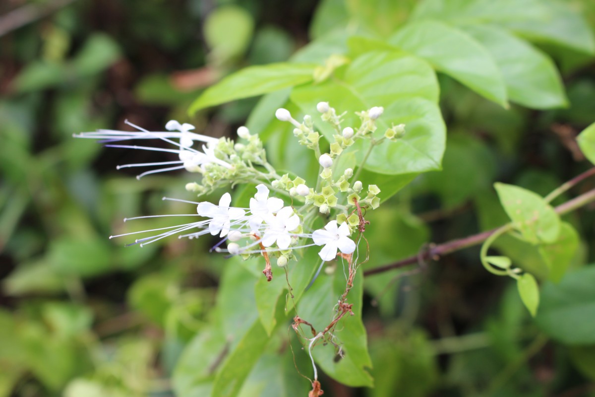 Glossocarya scandens (L.f.) Trimen